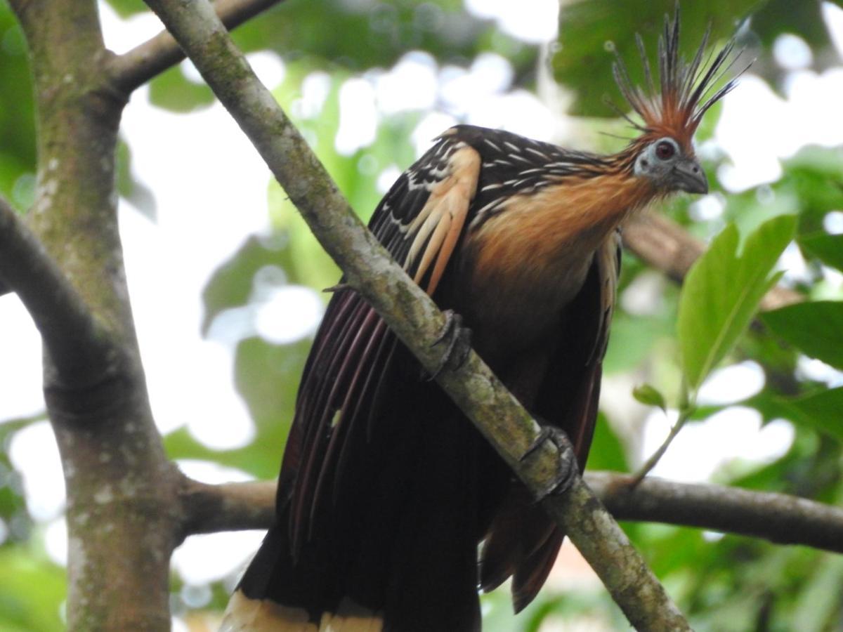 Misahualli Laguna Paikawe B&B Bagian luar foto