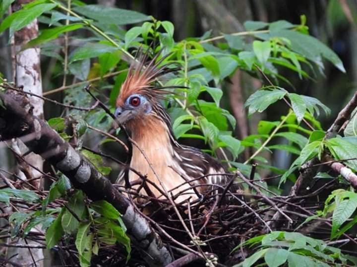Misahualli Laguna Paikawe B&B Bagian luar foto